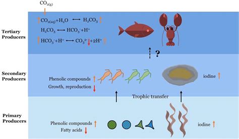 Frontiers The Impacts Of Ocean Acidification On Marine Food Quality