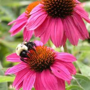 To see latest works visit ginettecallaway.com. Coneflower Pow Wow Wild Berry (Echinacea purpurea 'Pow Wow ...