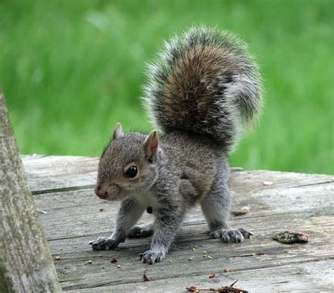 Young Grey Squirrel Cute Baby Animals Animals Baby Animals Pictures