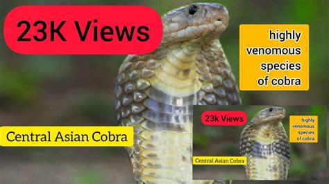 Central Asian Cobra Naja Oxiana Most Venomous Cobra Himachal