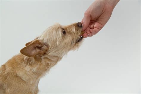 Cachorro Pode Comer Amendoim Torrado