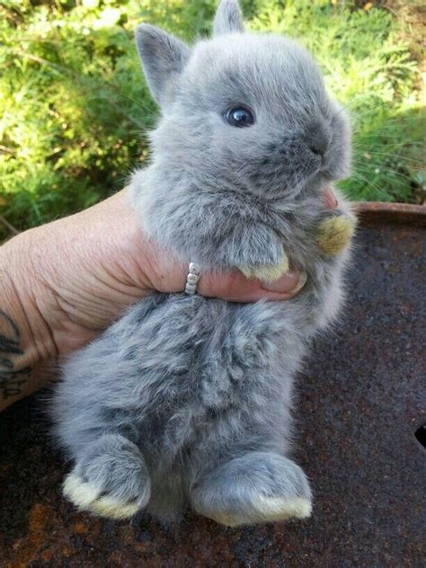 Norwegian Dwarf Bunny Cute Baby Bunnies Cute Little Animals Baby