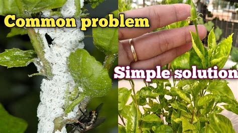 How To Get Rid Of Mealybugs Naturally Easy Solution To Kill Mealybugs