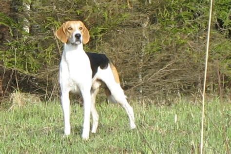 Russian Hound Russian Harlequin Hound Scent Hunting Dogs