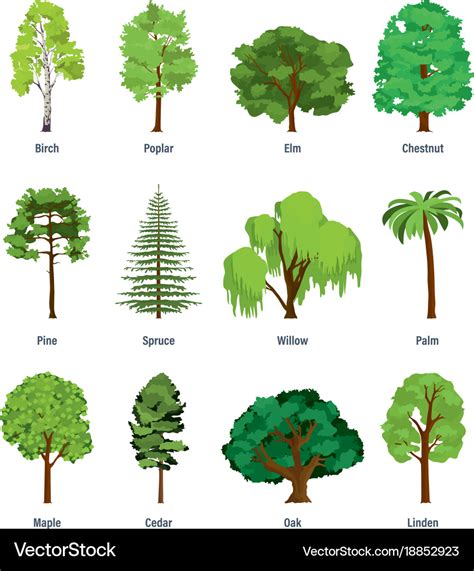 √ Types Of Forest Trees Alumn Photograph