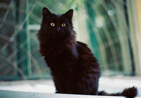 Image Fluffy Black Cats With Green Eyes Wallpaper 4