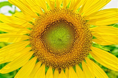 Sunflowers Or Helianthus Annuus Field Stock Photo Image Of Flowers