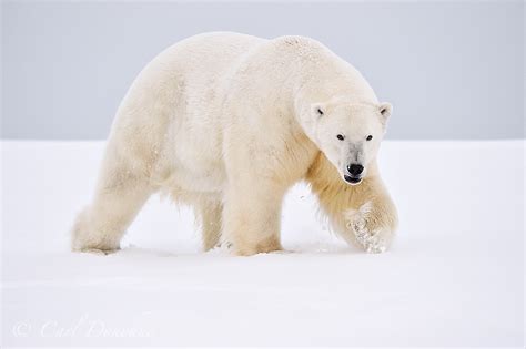 Male Polar Bear Photo Stock Photo Of Adult Male Polar Bear