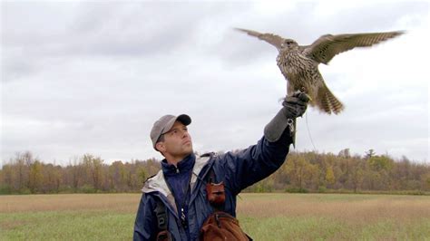 Falconer finder aims to get in touch people in the falconry´s world. falconer - Liberal Dictionary