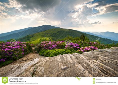 Rhododendron Bloom On Blue Ridge Appalachian Trail Stock Photo Image