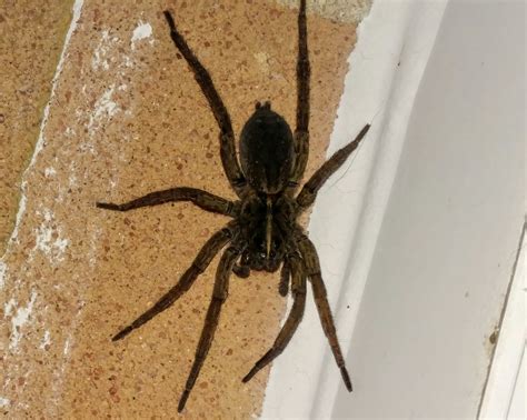 Maryland Spider Identification Question Ask Extension