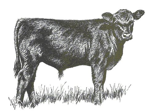 Registered Black Angus Of Lee County Clipart