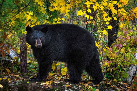 หมีดำอาศัยอยู่ที่ไหนในรัฐวอชิงตัน Newagepitbulls