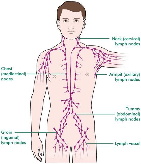 Prostate cancer and the lymphatic system - Macmillan ...