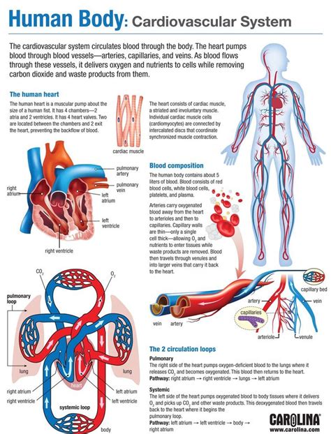Human Body Cardiovascular System Basic Anatomy And Physiology Human