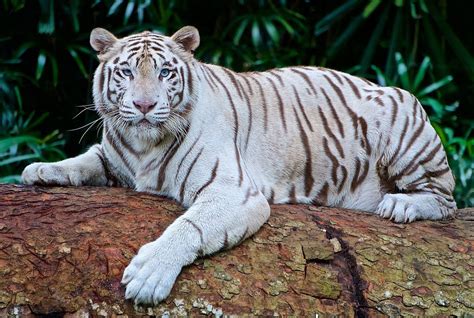 White Tiger Cubs Maul Keeper To Death In India World Business Recorder