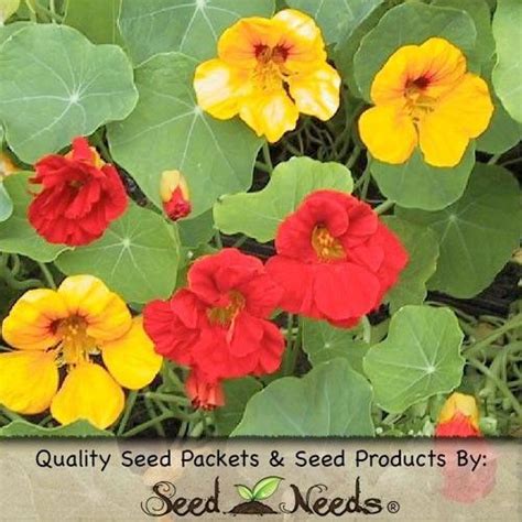Very easily grown, versatile plants, flowering freely throughout the summer. Double Gleam Nasturtium Seeds (Tropaeolum majus) | Edible ...