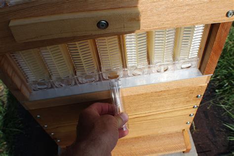 Basically, the flow hive is a langstroth hive that allows you to harvest honey without opening up the the flow frames are already drawn out in plastic comb, which the bees may not be too eager to use. DIY FLOW Beehive Box Plans - Langstroth 10-Frame ...
