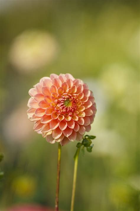 Dont Miss These New Dahlias For 2022 Longfield Gardens