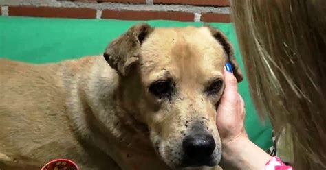 Senior Dog Gets Rescued From Streets But His Hopes Fade As Nobody