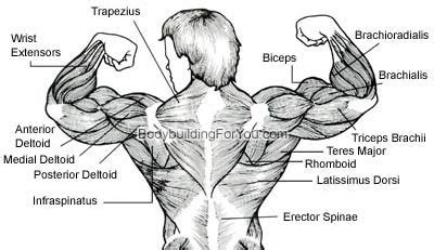 Muscles of the back can be divided into superficial, intermediate, and deep group.since the all the back muscles originate in embryo (fetus) form by locations other than the back. How to a Build a Thicker, Wider Back | Aesthetic Muscle