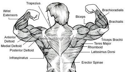 To get started, choose a muscle group either on the muscle chart or in the. Upper Back Muscle Exercise - Latissimus Dorsi Muscle. Lower Back Muscle Diagram