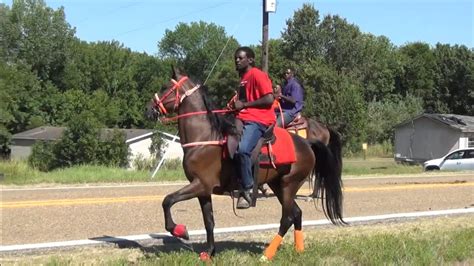 Arkansas Speed Racking Horses At High Speed In Ashdown Youtube