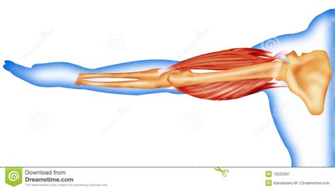 How does the skeleton move? Body muscles and bone stock illustration. Illustration of ...
