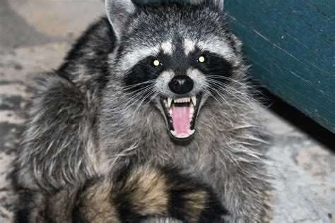 Killing Raccoons On Your Own Property Laws And Legalities Homeless Pests