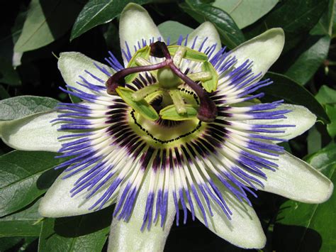 Passion Flower Free Stock Photo Public Domain Pictures