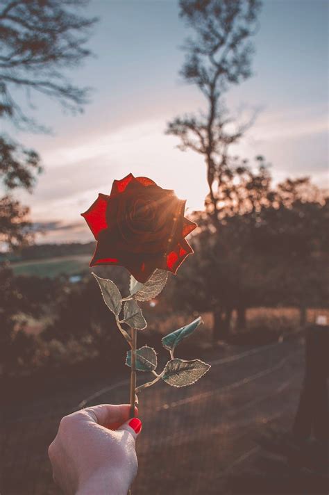 Rosa Rosas Vermelhas Paisagem Pôr Do Sol Fotos Lindas Em 2020