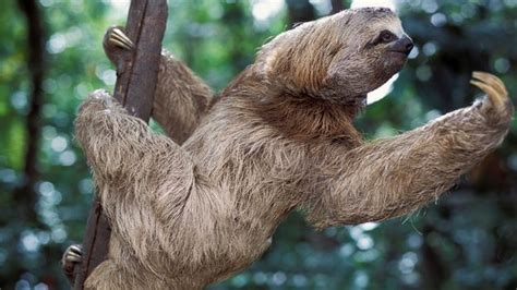 Bbc Earth The Truth About Sloths