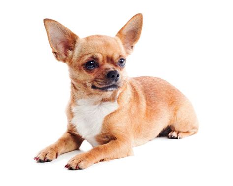 Na Biały Tle Chihuahua Czerwony Pies Zdjęcie Stock Obraz Złożonej Z