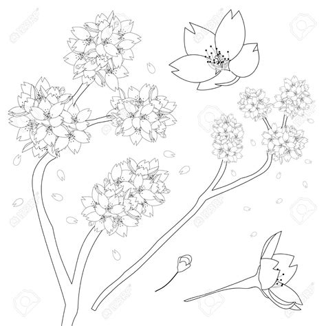 Sakura Flowers Drawing At Getdrawings Free Download