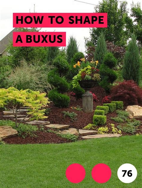 How To Shape A Buxus The Buxus Or Boxwood Shrub Is Known For Its Use