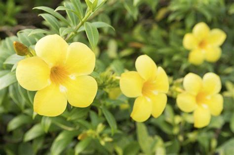 The gorgeous flowers consist of large petals that form a star shape. How to Grow Esperanza Yellow Bells | Hunker | Yellow ...
