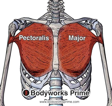 Pectoralis Major Muscle Anatomy Bodyworks Prime