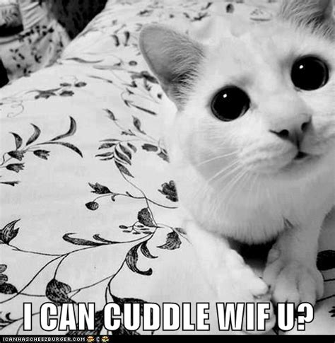 I Can Cuddle Wif U Lolcats Lol Cat Memes Funny Cats Funny