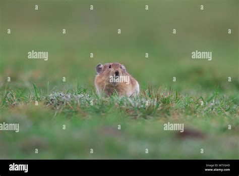 Plateau Pika Hi Res Stock Photography And Images Alamy
