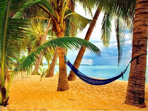 Free Download Tropical Paradise Shore Orange Bonito Hammock Clouds Sea Palm Trees