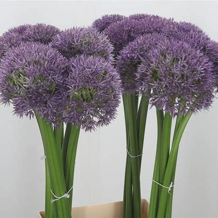 ALLIUM PINBALL WIZARD 75cm Wholesale Dutch Flowers Florist Supplies UK