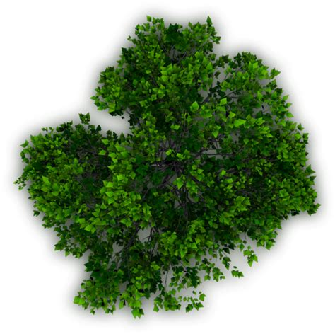 Tree Plan View Png Photoshop Tree Top View Png Instituto