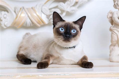 Chocolate Point Siamese Cat Facts Traits Pictures And Faqs