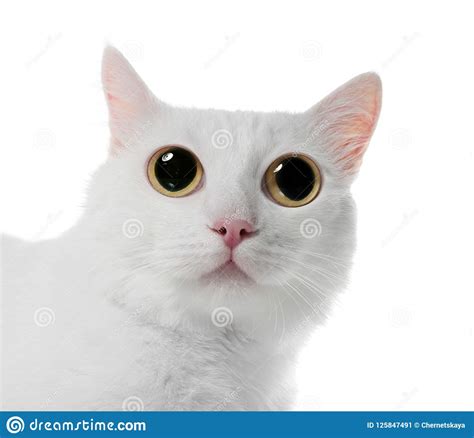 Funny Cat With Big Eyes On White Background Stock Image Image Of Adorable Care 125847491