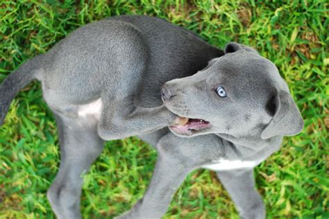 Blue Lacy Temperament Lifespan Shedding Puppy