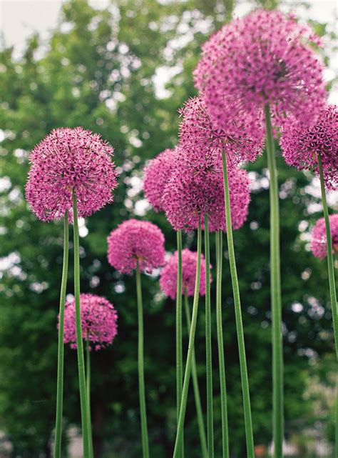 16 Pretty Allium Varieties To Add An Explosion Of Color To Your Garden
