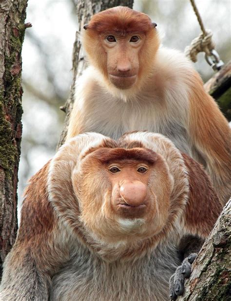 Proboscis Monkeys Best Looking Guy On The Block And His Gal Funny