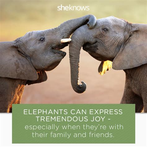22 Elephant Facts That Prove They Deserve Better