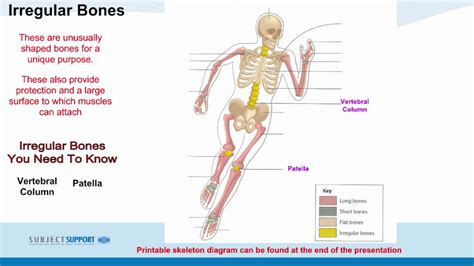 Gcse Pe Lesson 8 Classification Of Bones And Structure Of The