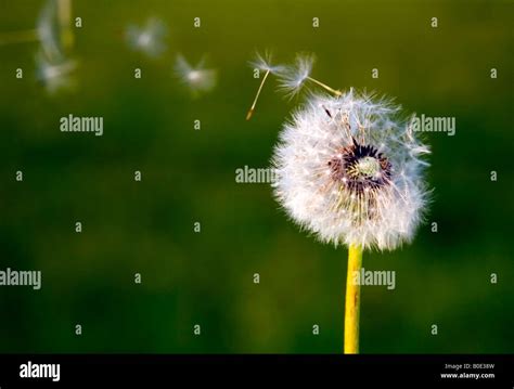 A Dandelion Blowing Its Seed In The Wind Stock Photo Alamy